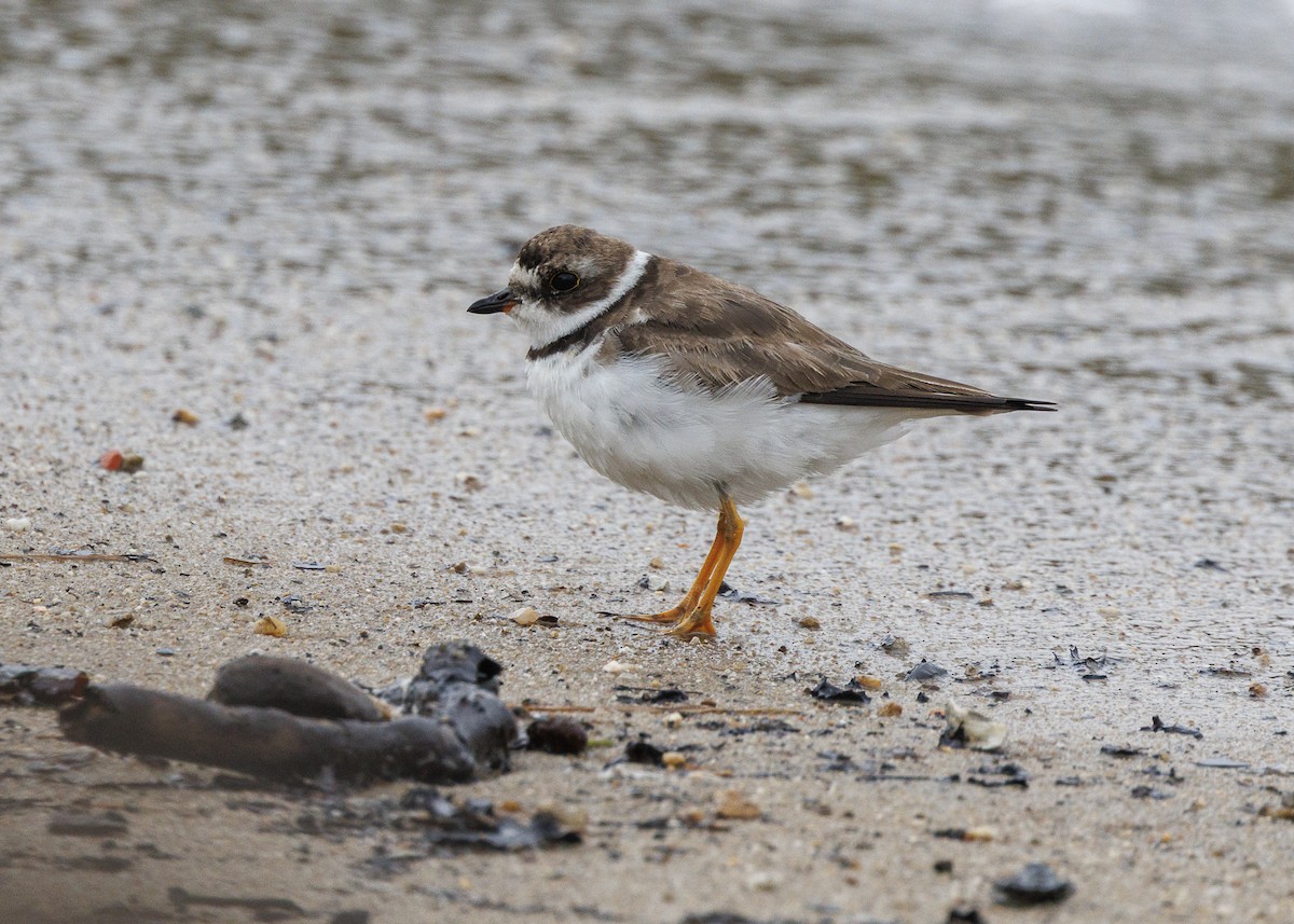חופמי אמריקני - ML647152923