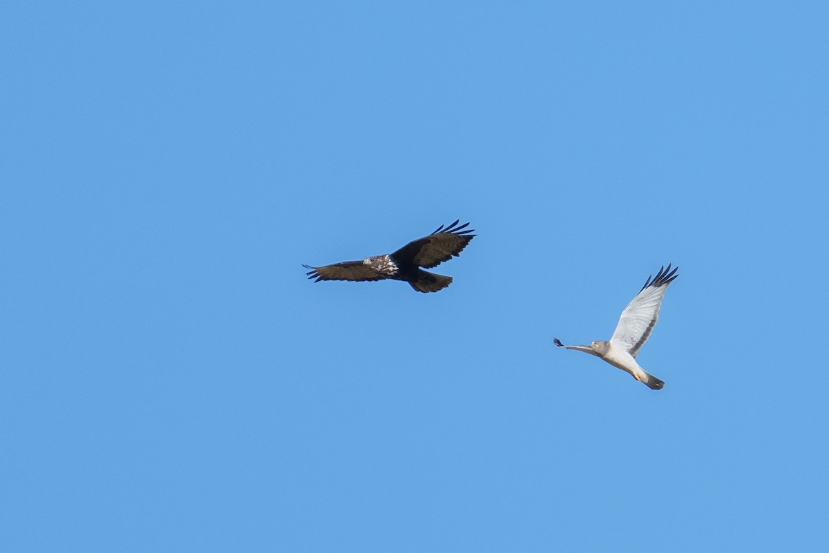 זרון אמריקני - ML647152924