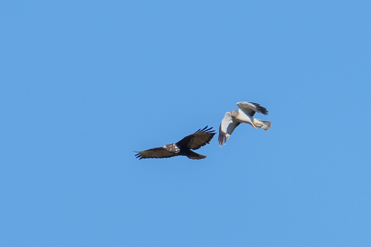 זרון אמריקני - ML647152925