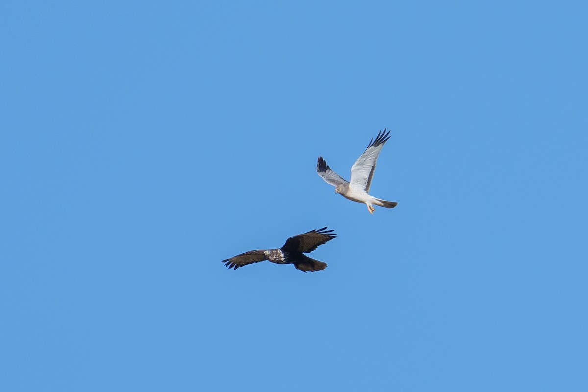 זרון אמריקני - ML647152927