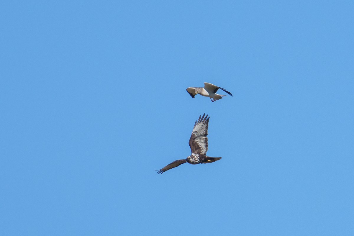 זרון אמריקני - ML647152930