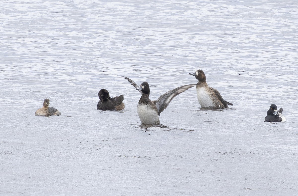 צולל בינוני - ML647152932