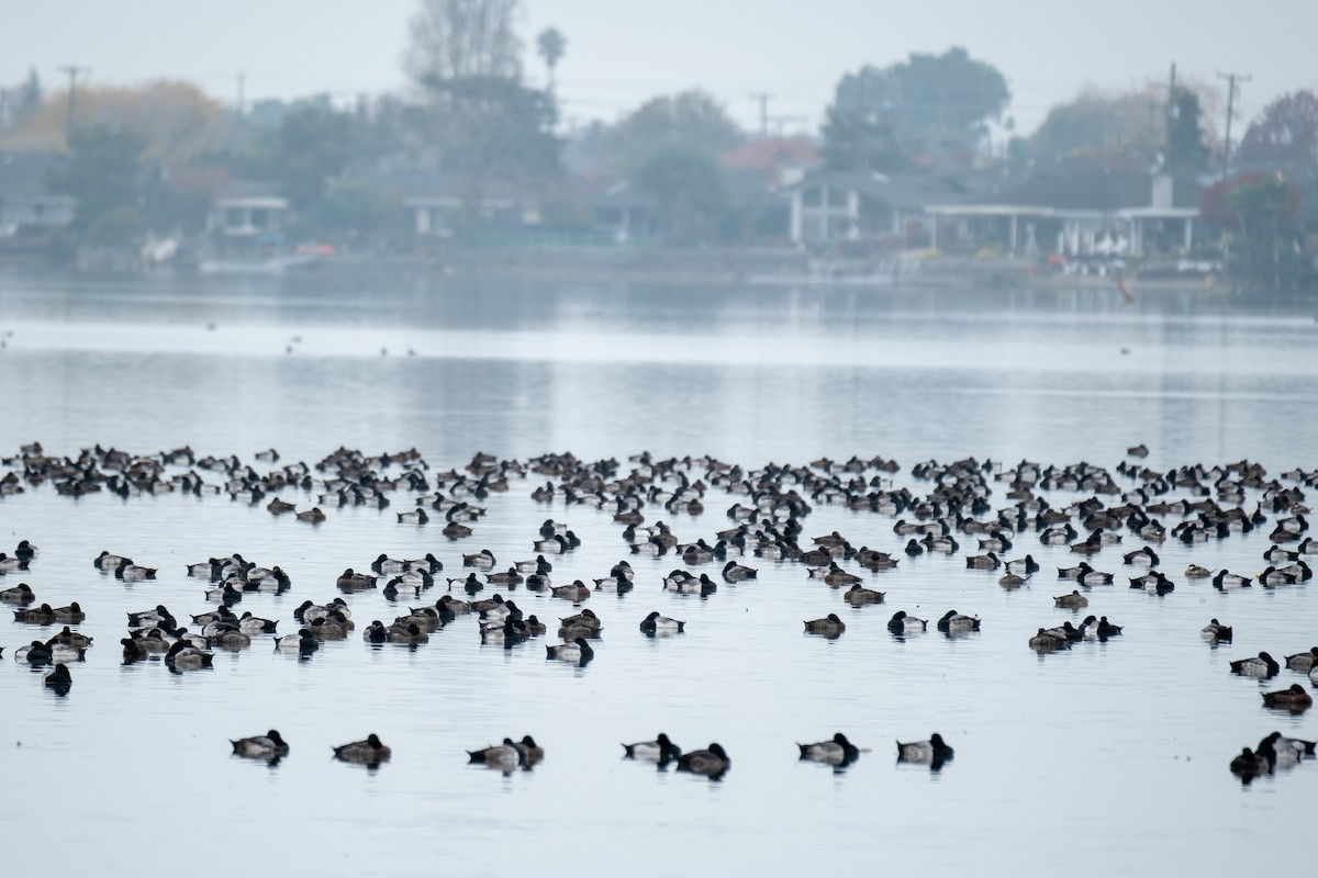 צולל ימי/בינוני - ML647152934