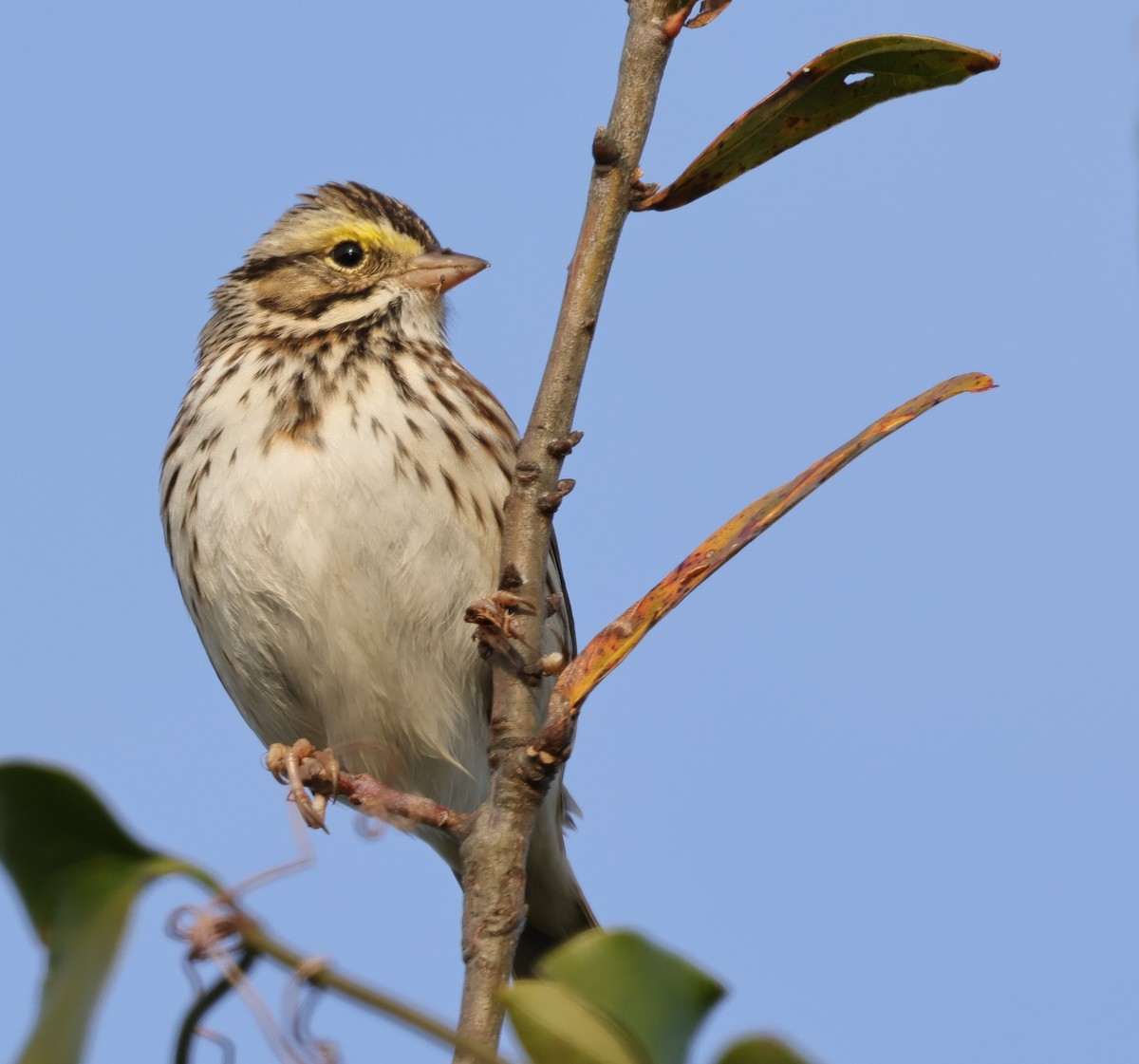 strnadec luční - ML647152935