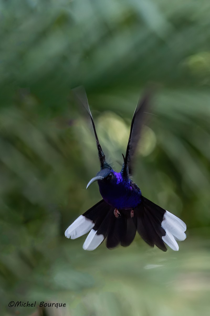 Violet Sabrewing - ML647152941