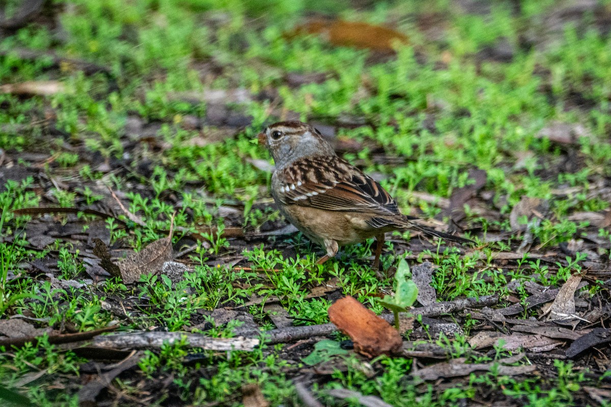 Белобровая овсянка - ML647152978