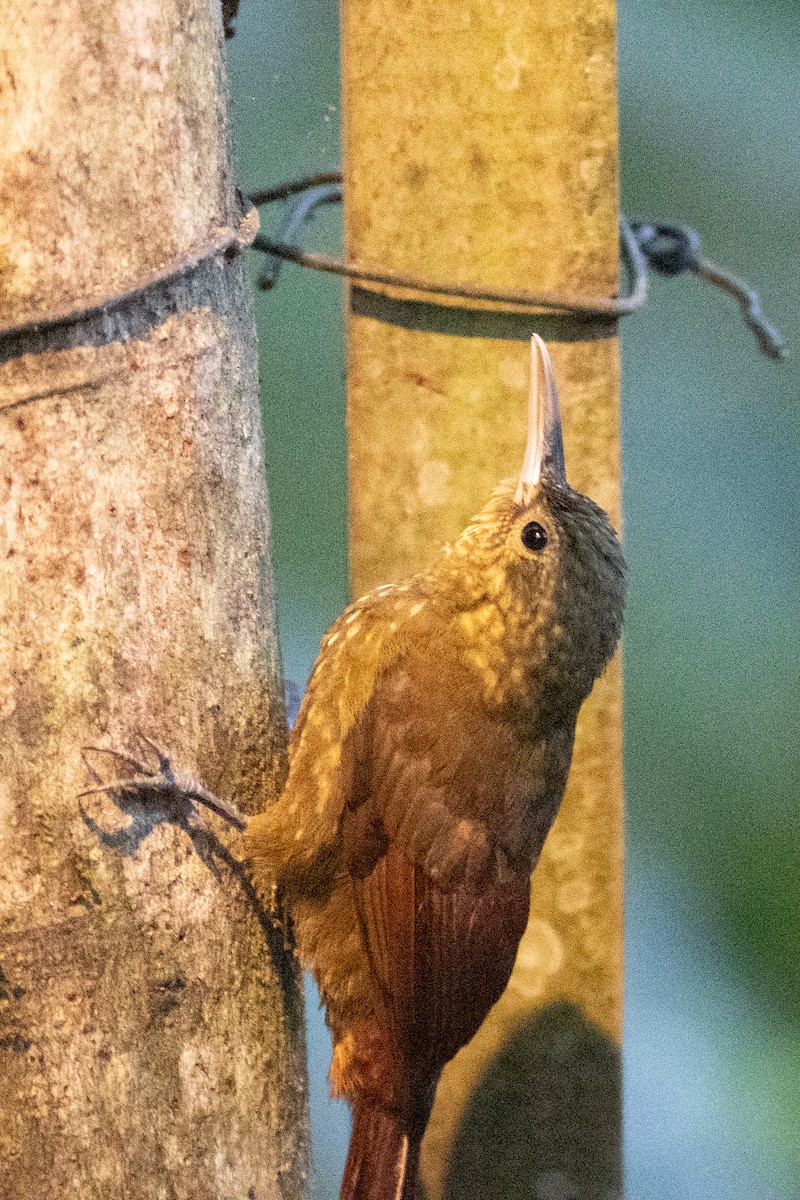 Spotted Woodcreeper (Berlepsch's) - ML647152981