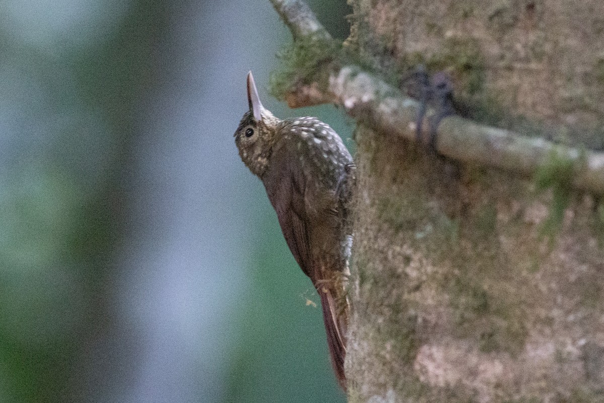Spotted Woodcreeper (Berlepsch's) - ML647152982