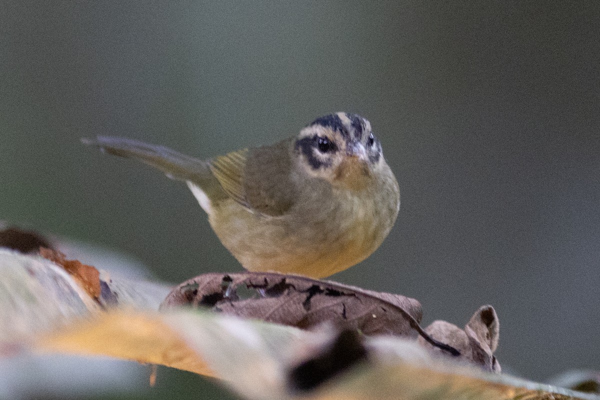 Коронник смугастоголовий (підвид daedalus) - ML647152985