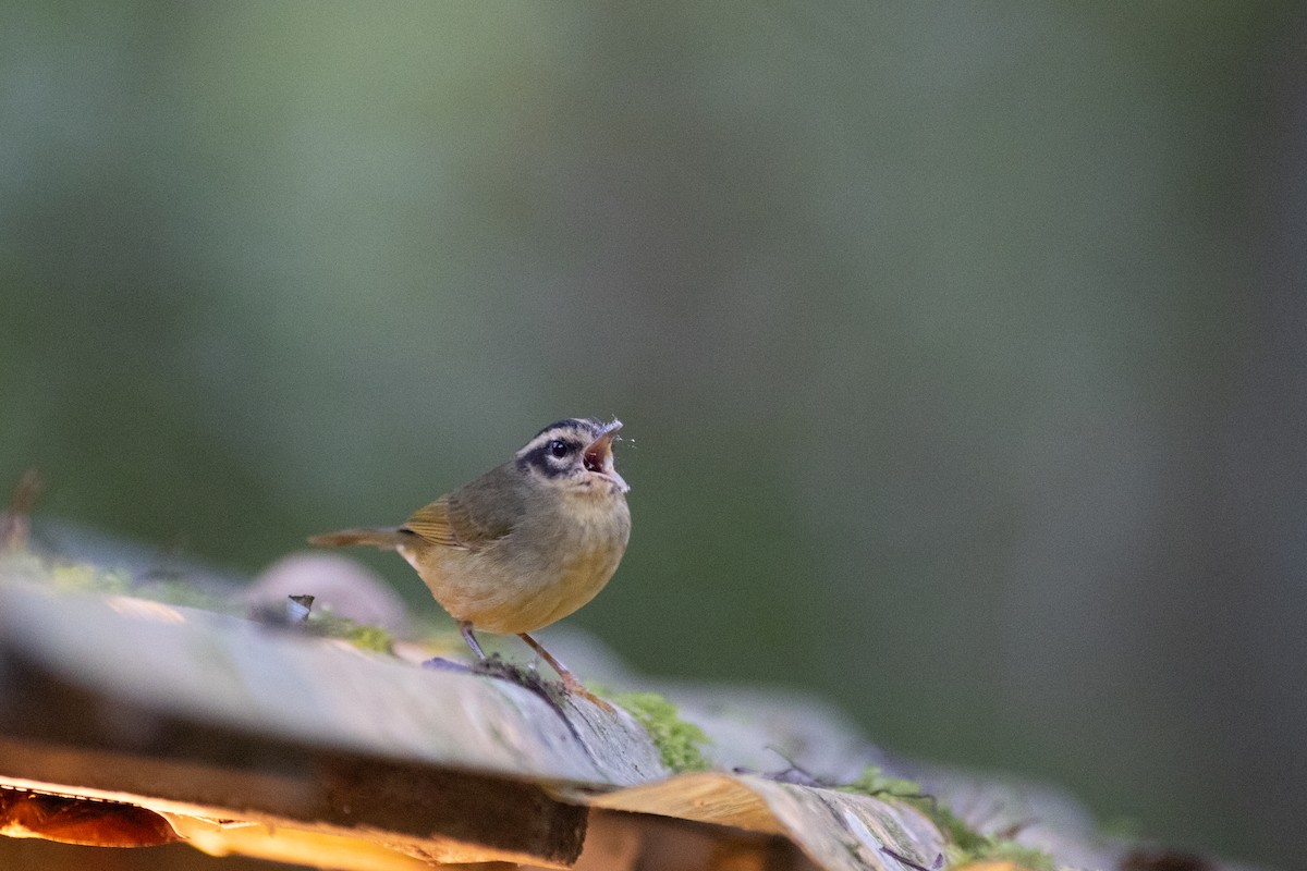 Коронник смугастоголовий (підвид daedalus) - ML647152986