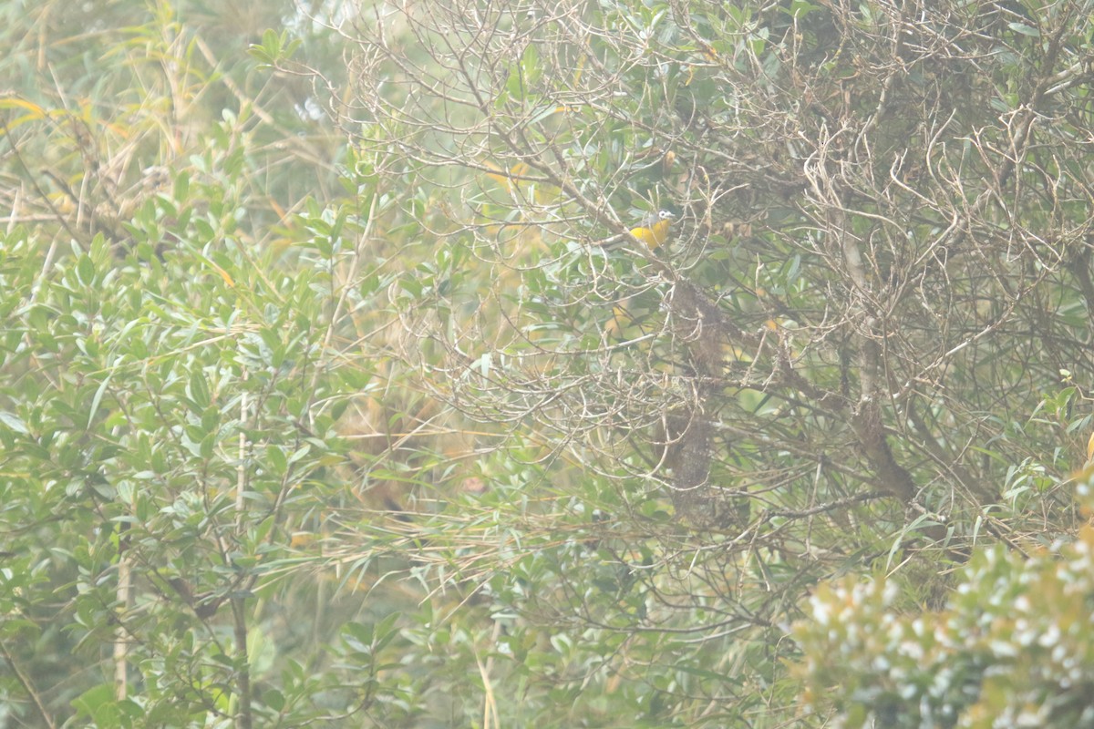 Süslü Ötleğen - ML647152996