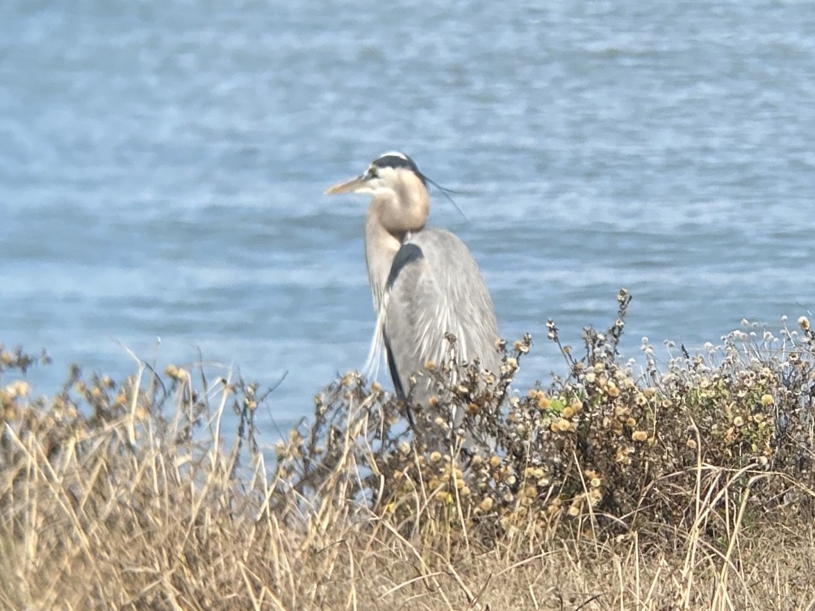 Great Blue Heron - ML647153002