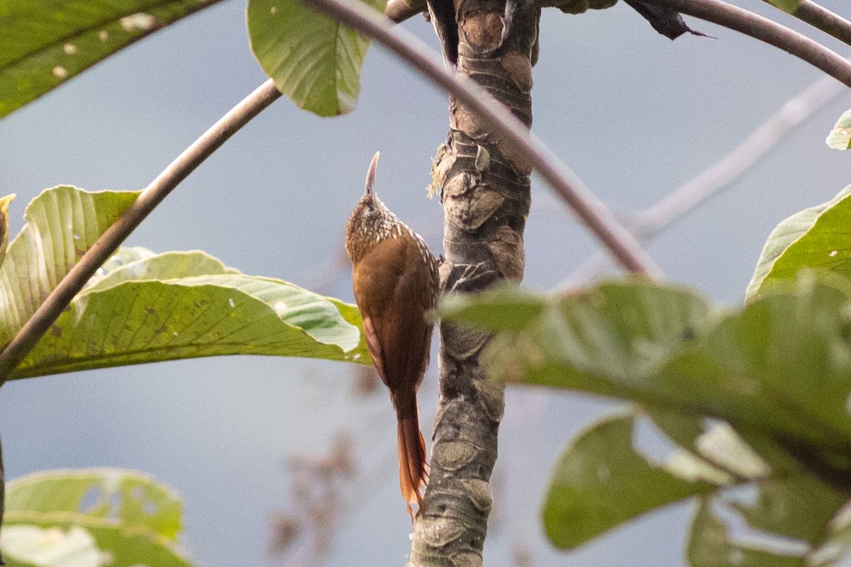 Dağ Tırmaşık - ML647153011