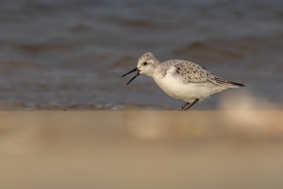 Ak Kumkuşu - ML647153029