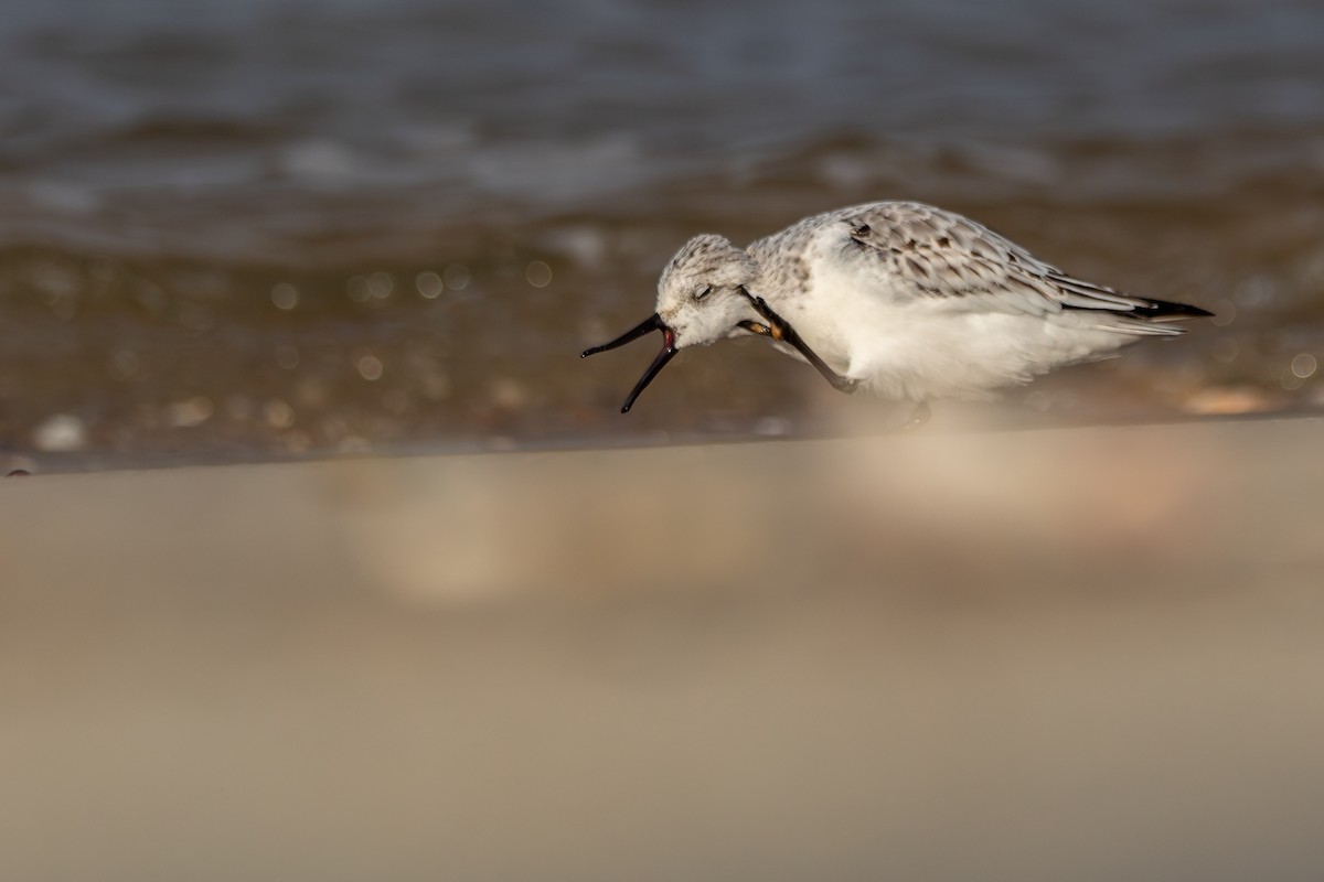 Ak Kumkuşu - ML647153032