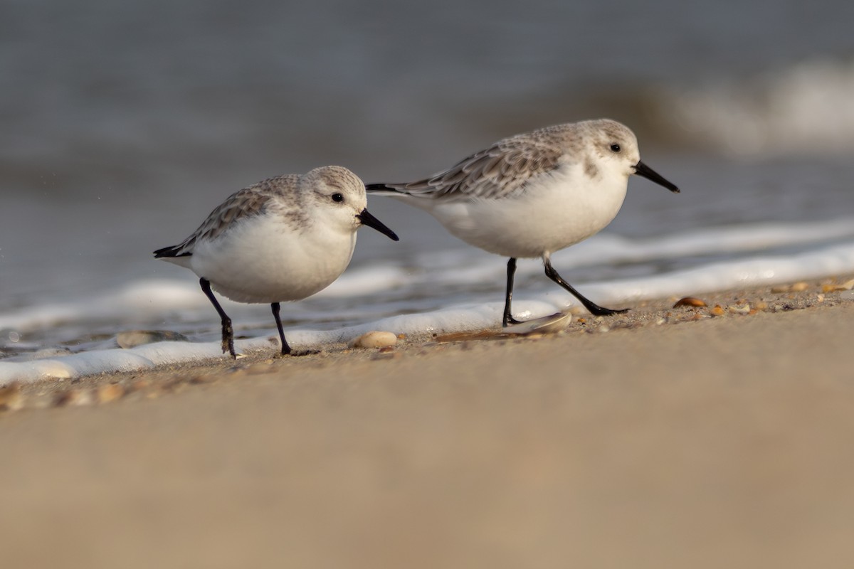 Ak Kumkuşu - ML647153033