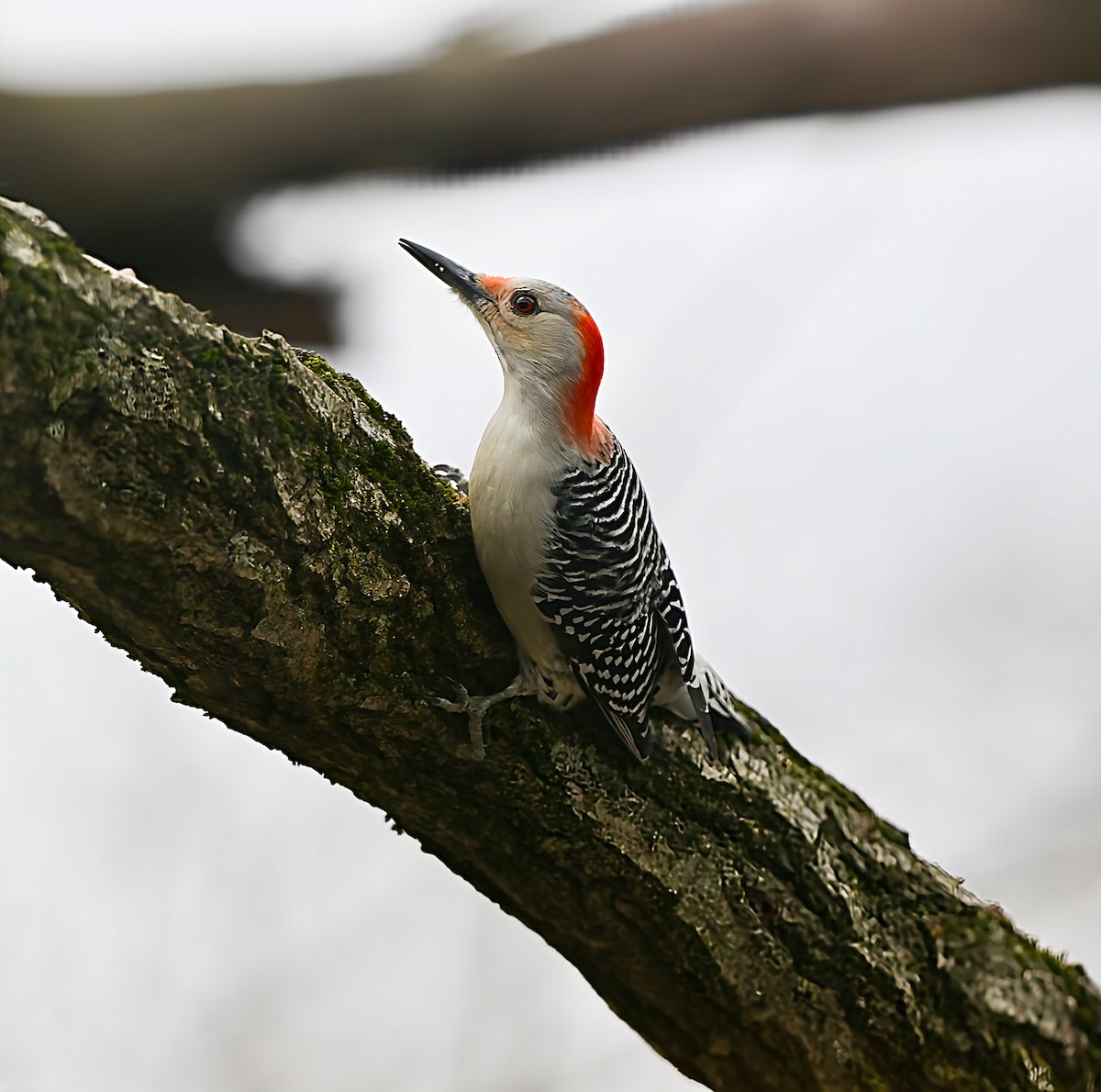 シマセゲラ - ML647153039