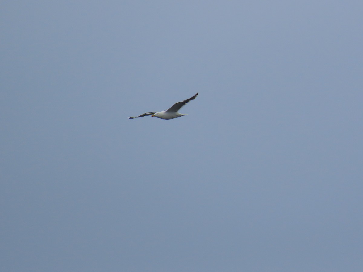 Great Black-backed Gull - ML647153041