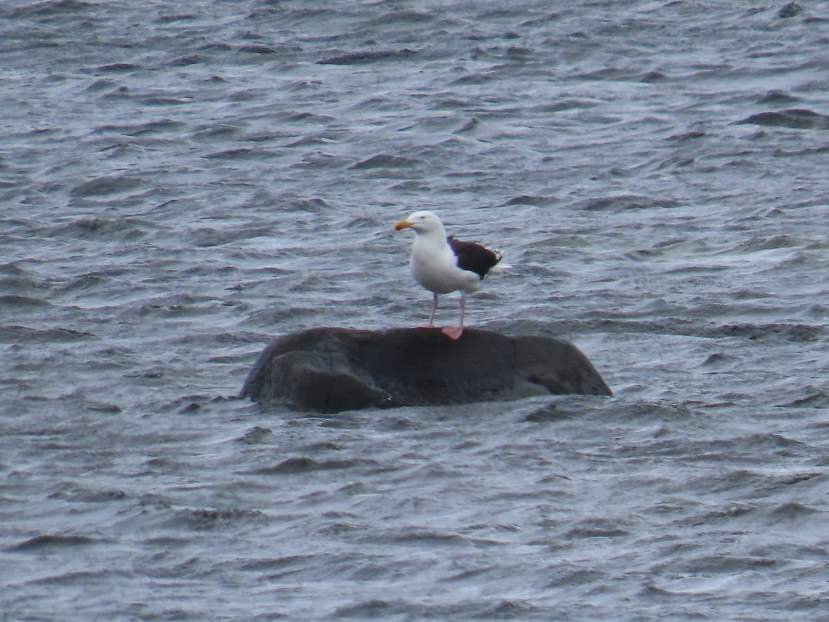 Great Black-backed Gull - ML647153042