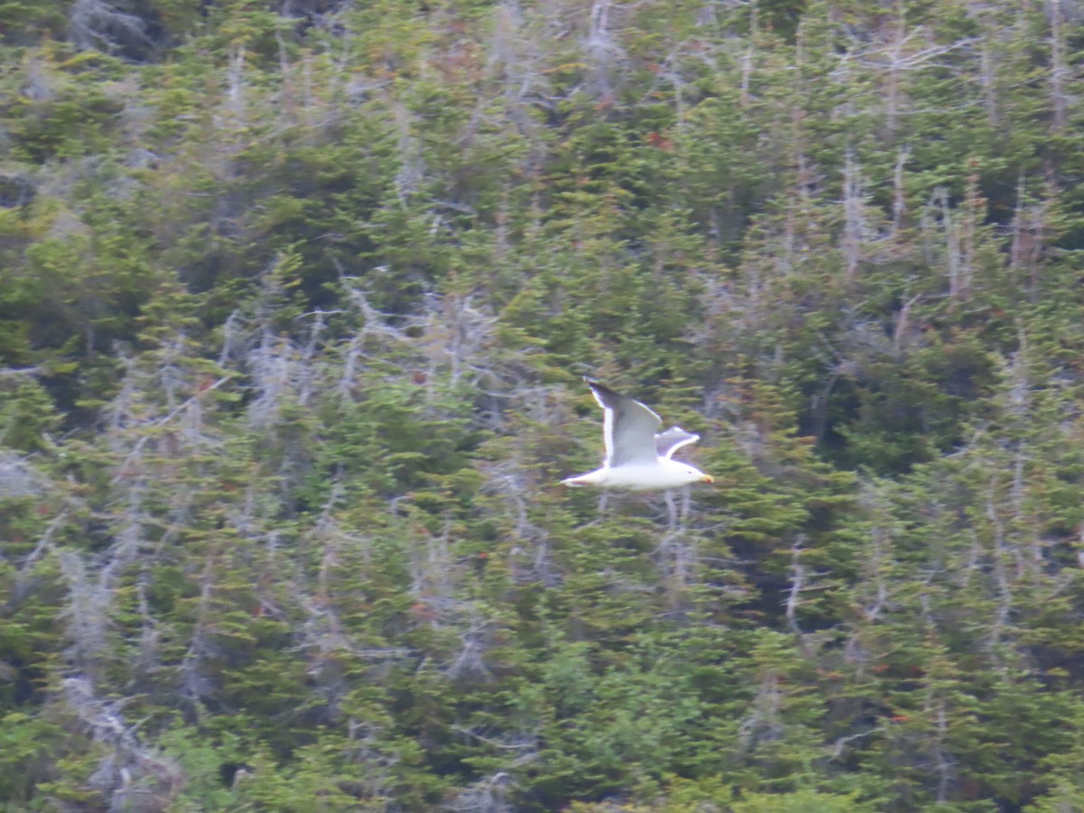 Great Black-backed Gull - ML647153043