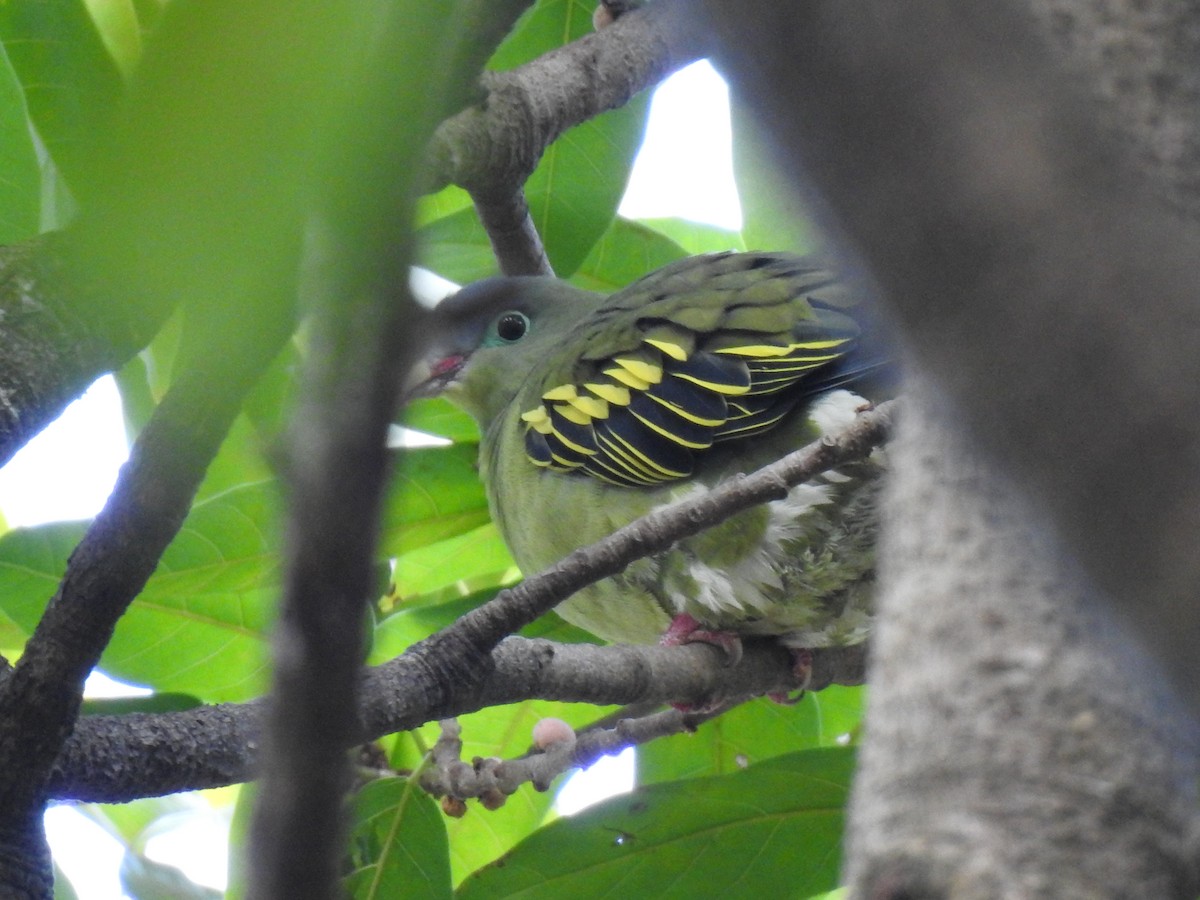 holub indomalajský - ML647153045