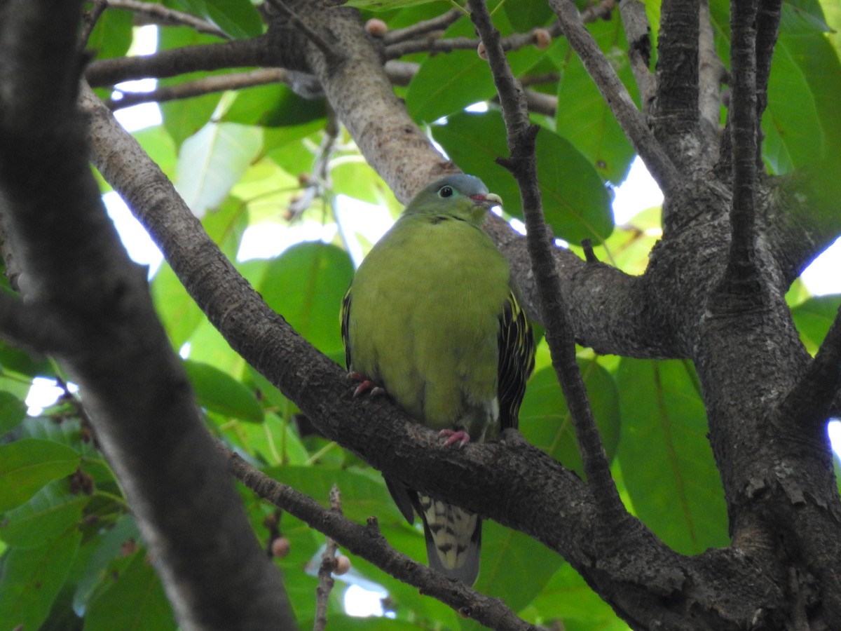 holub indomalajský - ML647153046