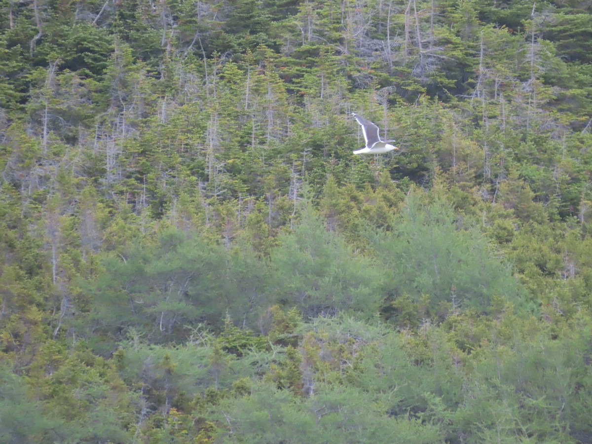 Great Black-backed Gull - ML647153047
