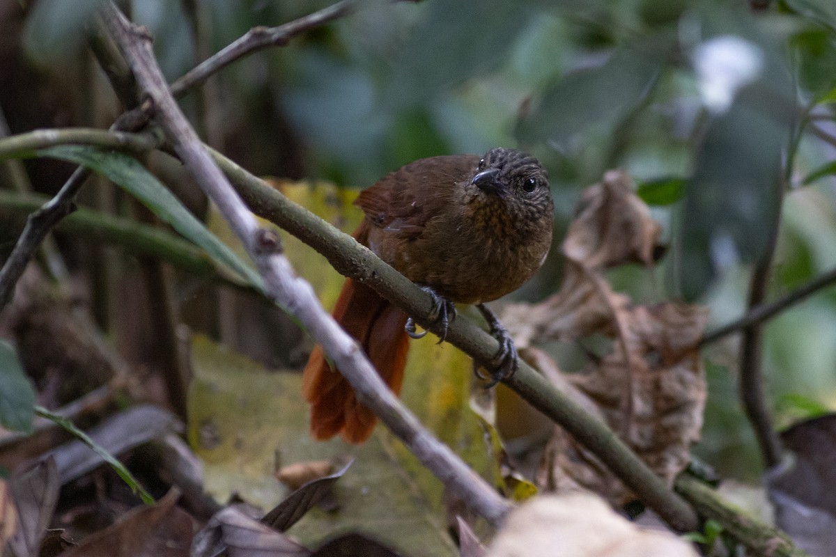 strekhodetrejeger - ML647153050