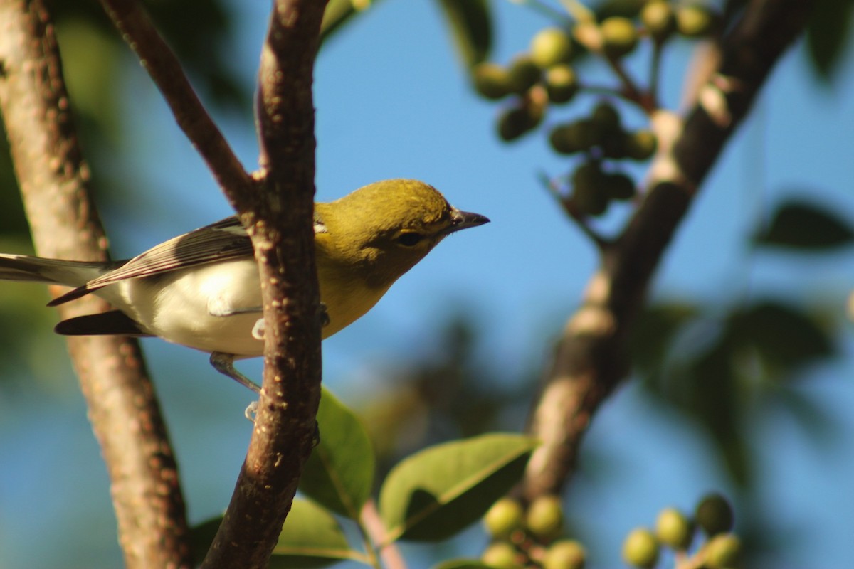Yellow-throated Vireo - ML647153051
