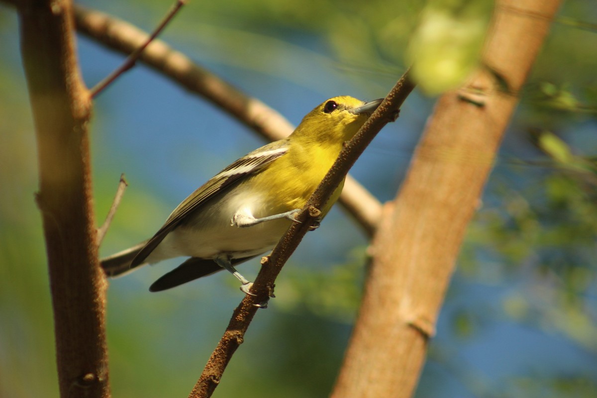 Yellow-throated Vireo - ML647153052
