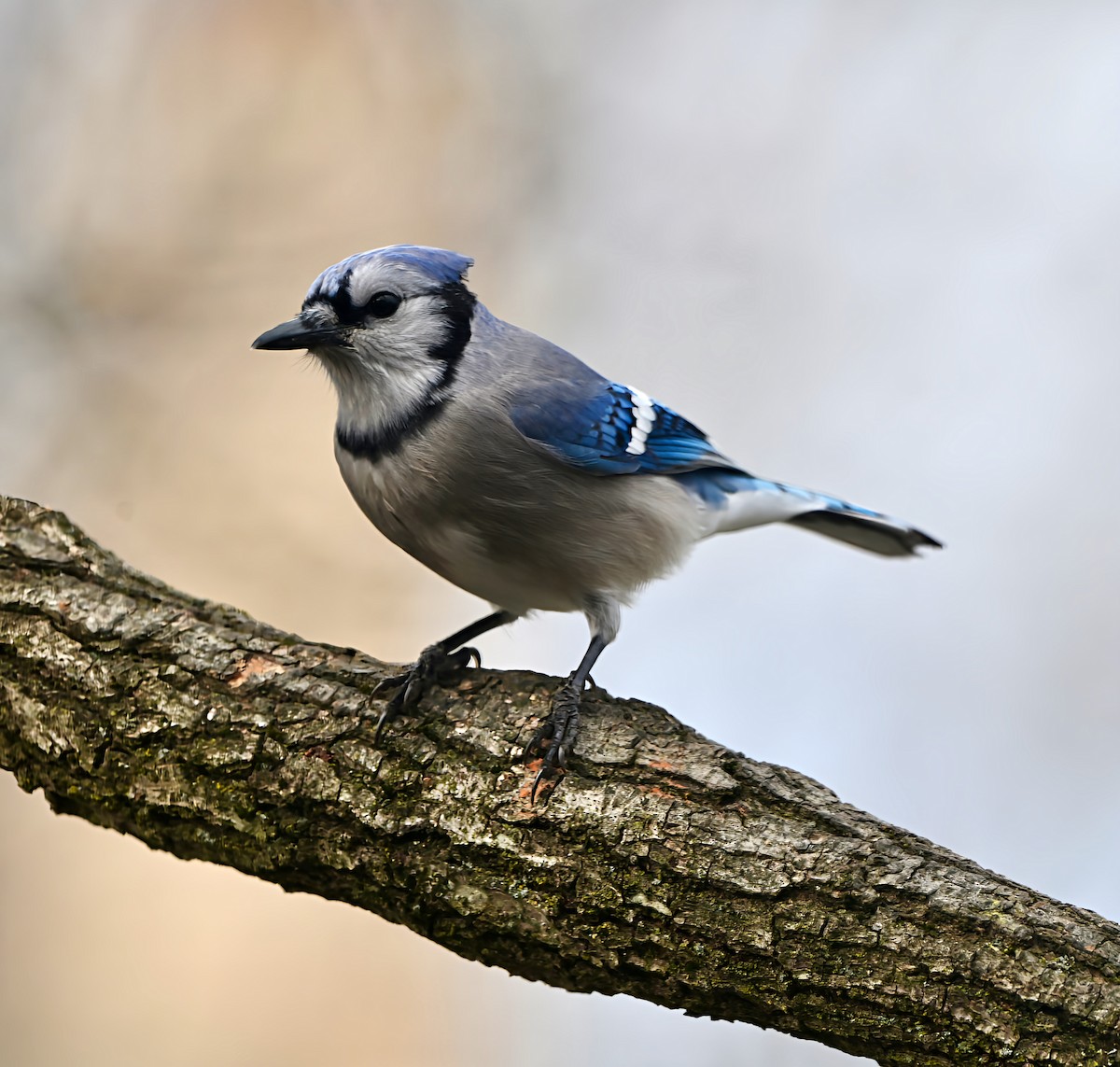 Сизойка блакитна - ML647153056