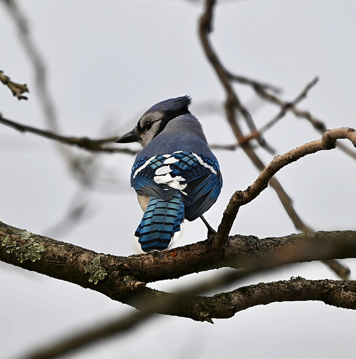 Сизойка блакитна - ML647153057