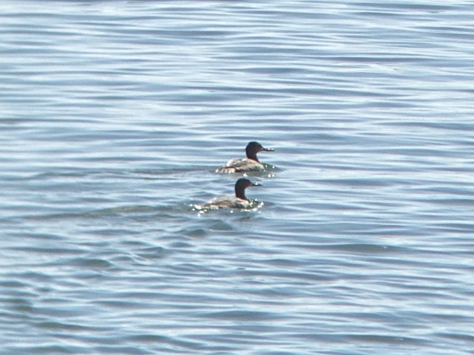 Serreta Mediana - ML647153059