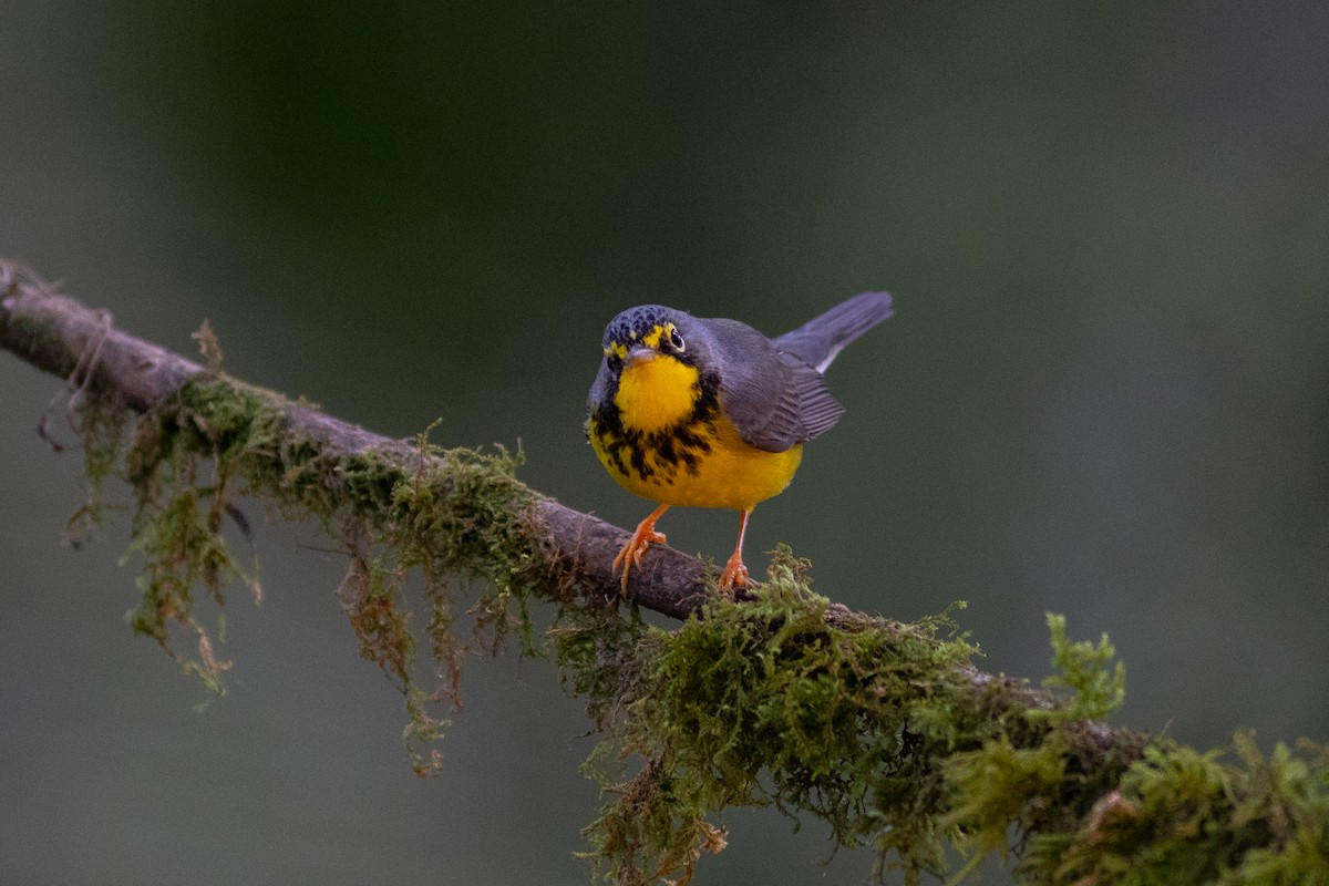 Reinita Canadiense - ML647153064