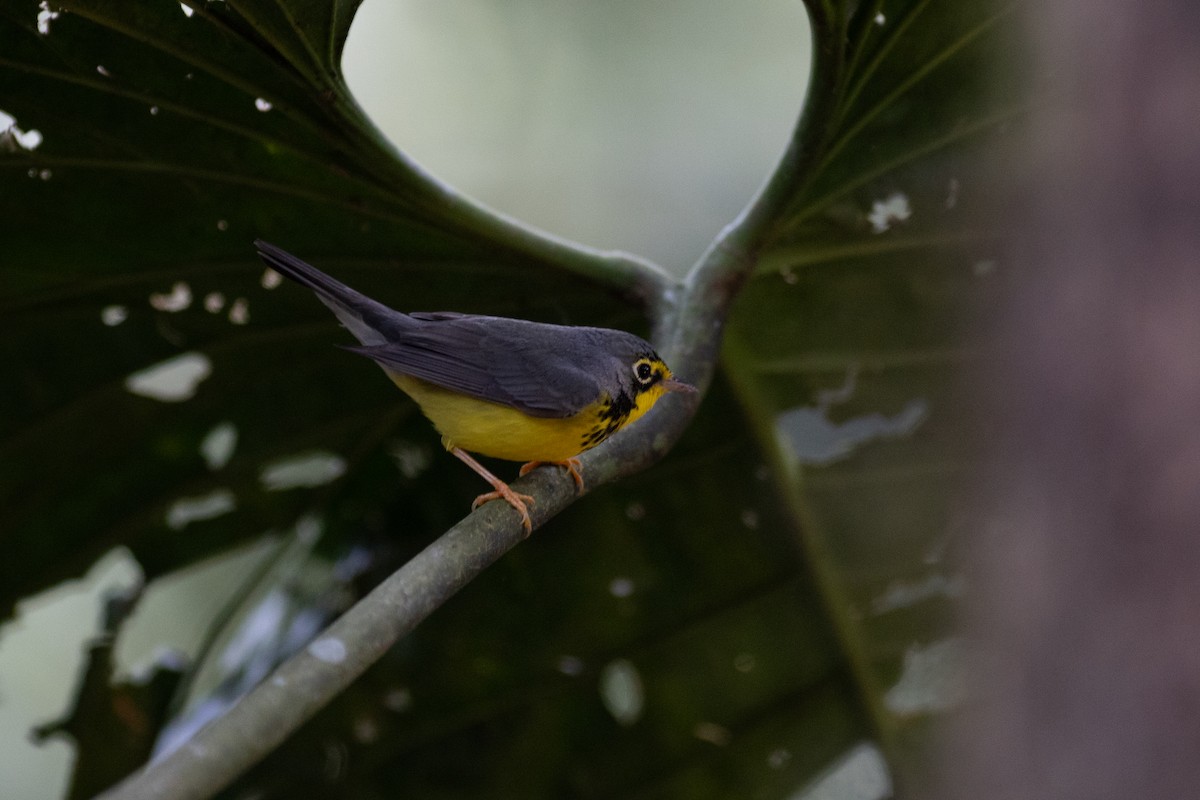 Reinita Canadiense - ML647153065