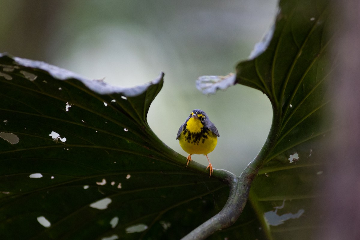 Reinita Canadiense - ML647153067