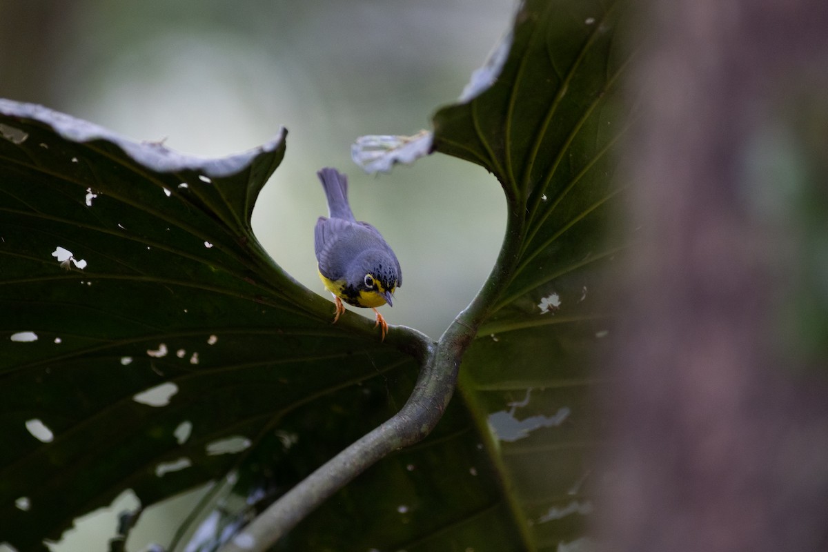 Reinita Canadiense - ML647153068