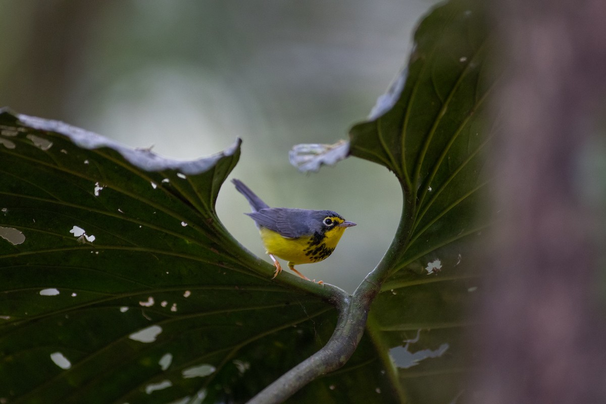 Reinita Canadiense - ML647153069