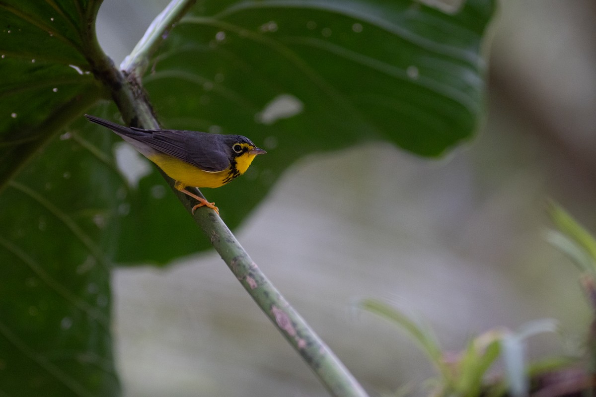 Reinita Canadiense - ML647153070