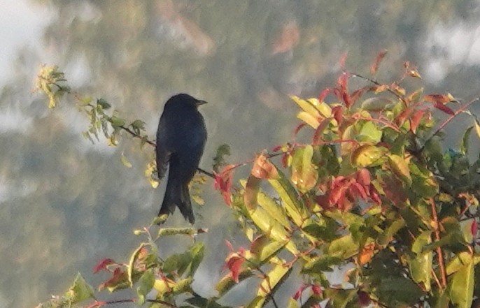 Black Drongo - ML647153077