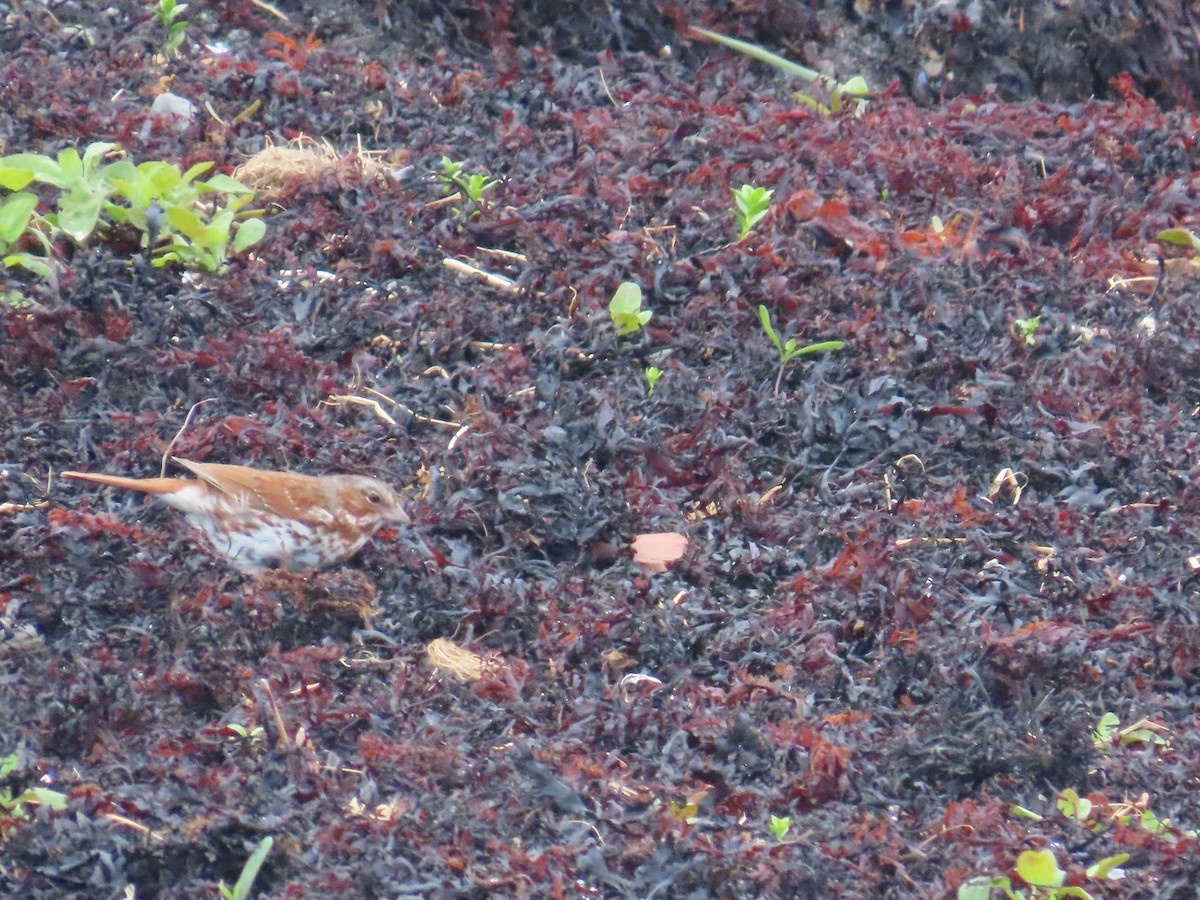 Fox Sparrow (Red) - ML647153082