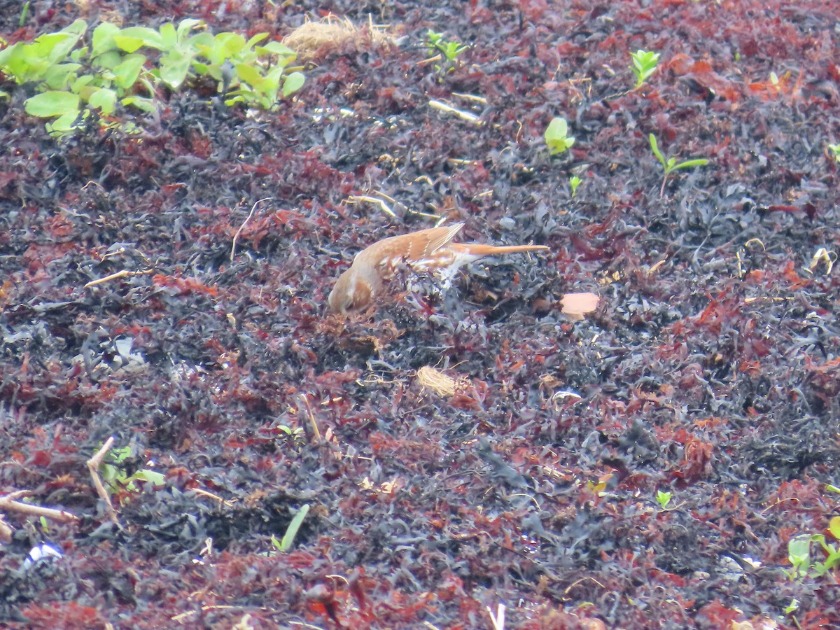 strnadec kaštanový (ssp. iliaca/zaboria) - ML647153083