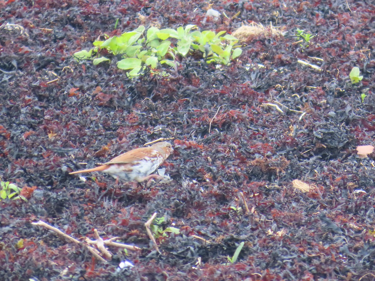 Fox Sparrow (Red) - ML647153084