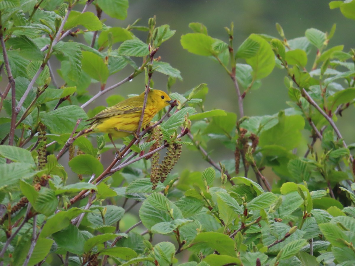 Northern Yellow Warbler - ML647153093