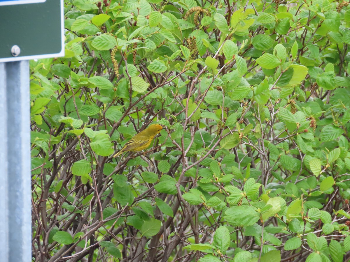 Northern Yellow Warbler - ML647153094