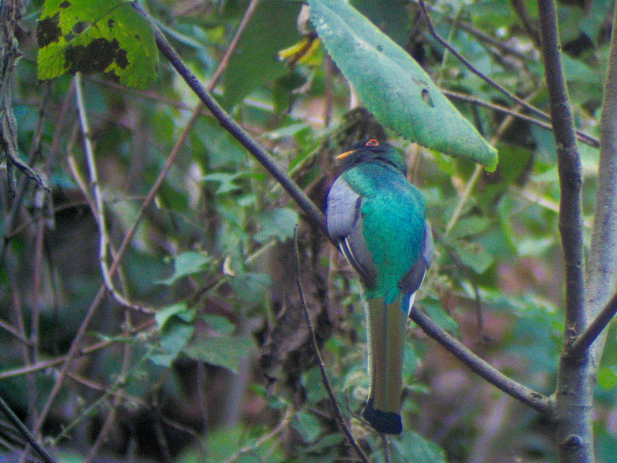 Coppery-tailed Trogon - ML647153108