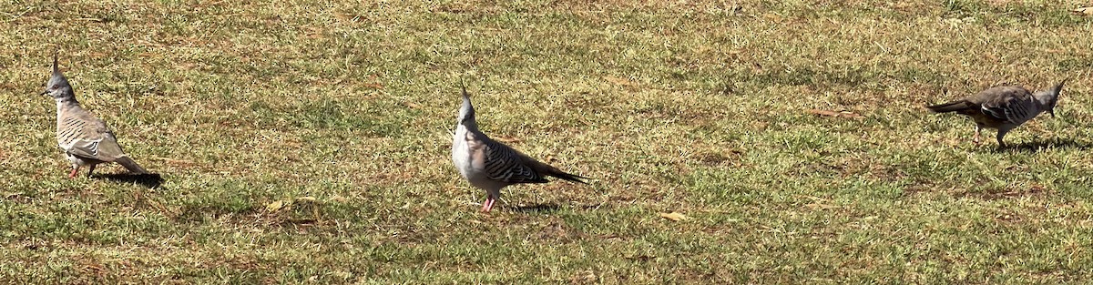 Spitzschopftaube - ML647153114