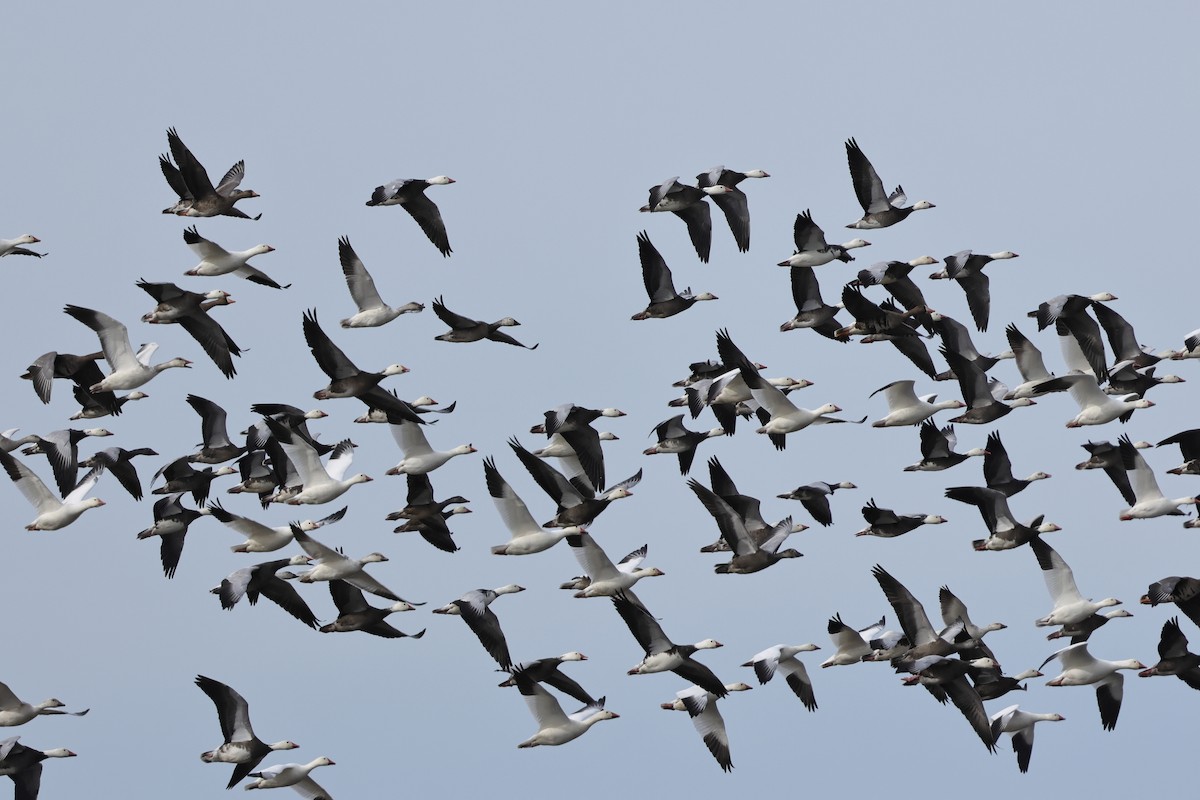 Snow Goose - ML647153115