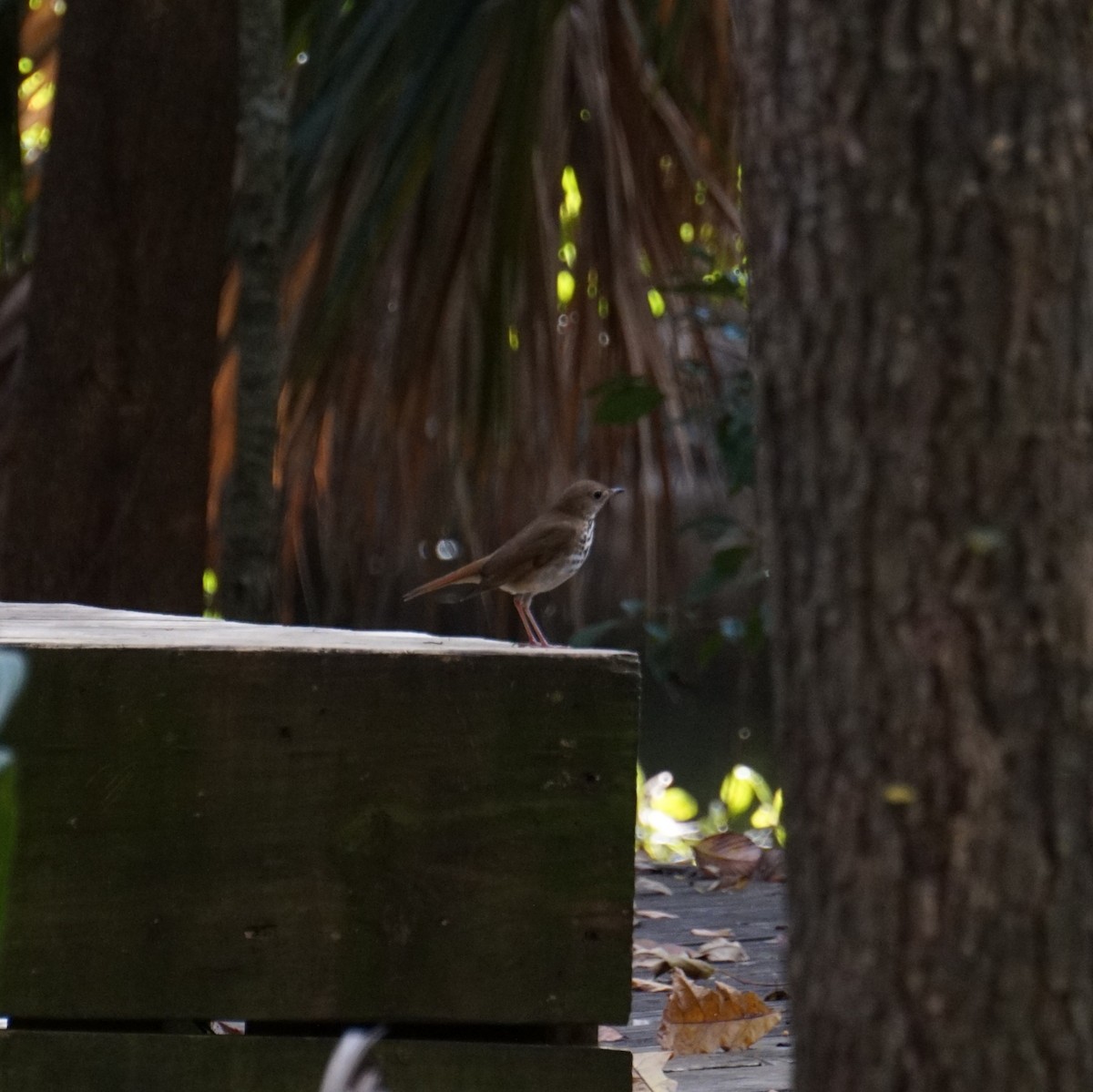 קיכלי חלוד-זנב - ML647153125