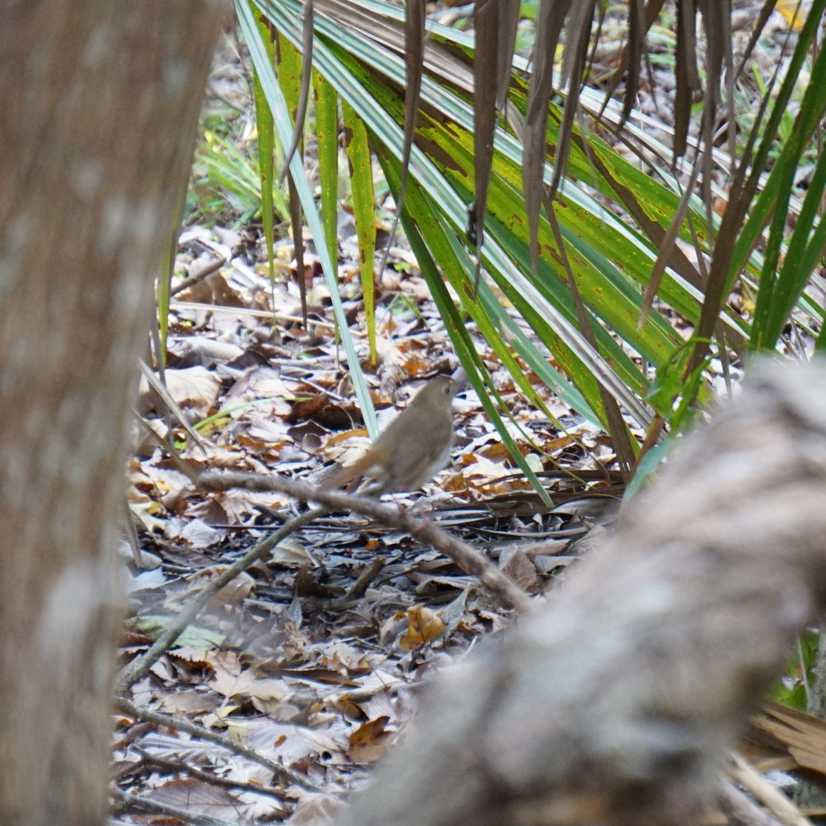 קיכלי חלוד-זנב - ML647153126